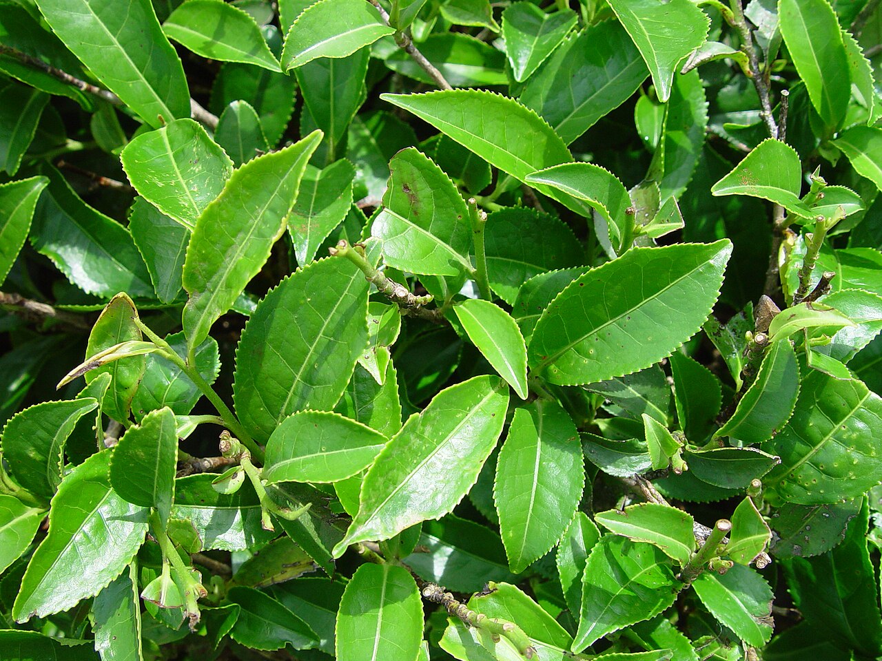 Feuille de thé vert